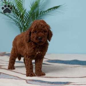 Easton, Miniature Poodle Puppy